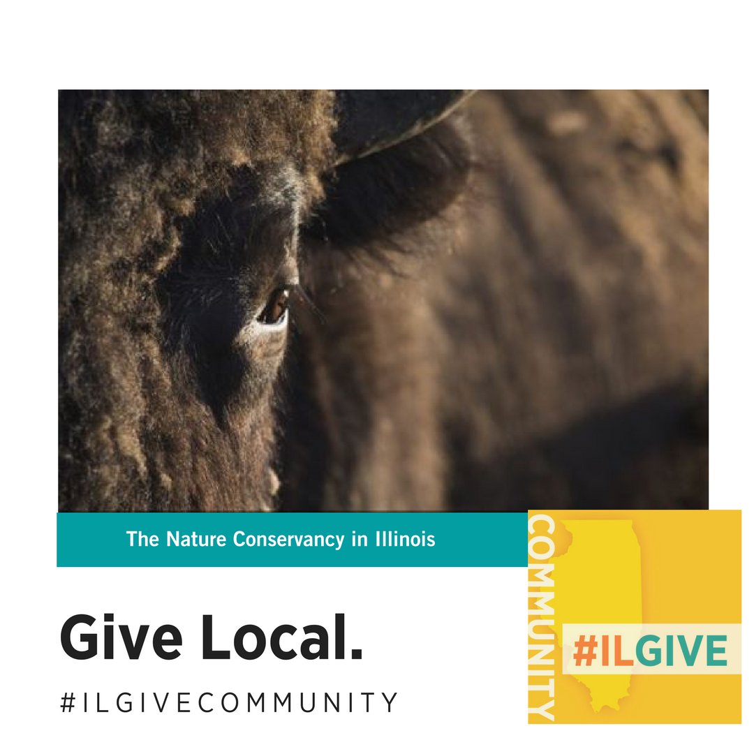 ILGive2019's tweet photo. Did you know that Illinois is home to a wildlife preserve working to recultivate a bison herd? A donation to @Nature_IL during #ILGiveCommunity will help protect our bison, and the other rare and endangered wildlife living at @Nachusa. Donate here: https://t.co/8ds9i2gnh2 #ILGive https://t.co/PuRvqhX6xn