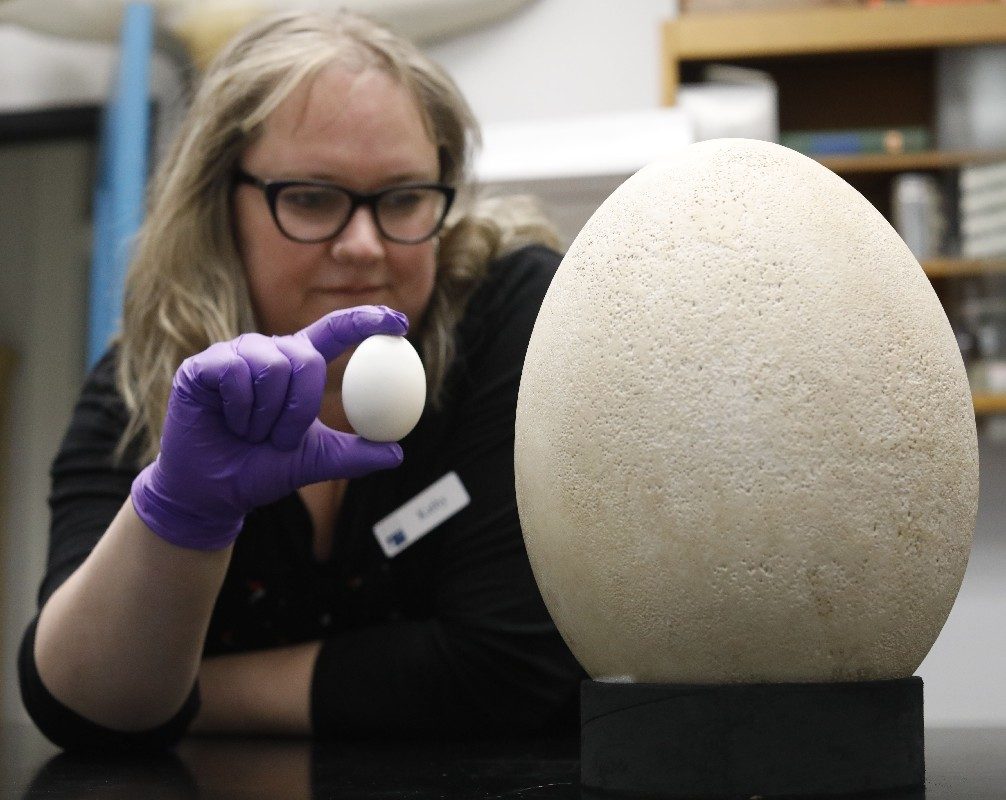 BuffaloReview's tweet photo. Be sure to tune into our segment this week about the Buffalo Museum of Science discovering a rare egg, while categorizing their exhibits!- we talked to @buffalostate Professor Johnathan Norton about this discovery @WGRZ @WBNYbuffalo #Buffalo #Museum #Science https://t.co/3apPXgbFbw