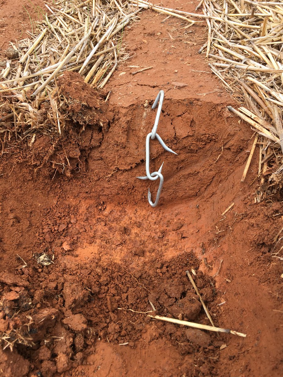 DaveThommo80's tweet photo. 72 points = 18 mls, 100 mm = 4 inches deep = 2 and a half bale clips in the old scale. https://t.co/VF41hrdrW1