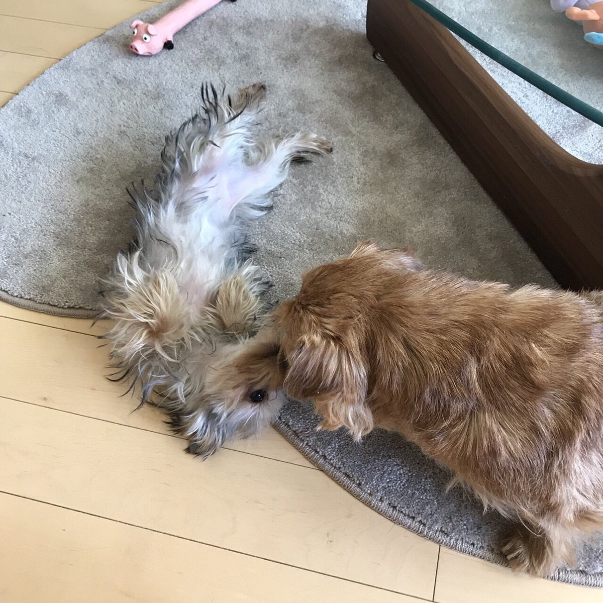 ayurion's tweet image. 仲良し。

#ノーフォークテリア #ヨークシャーテリア #多頭飼い #仲良し #いぬ