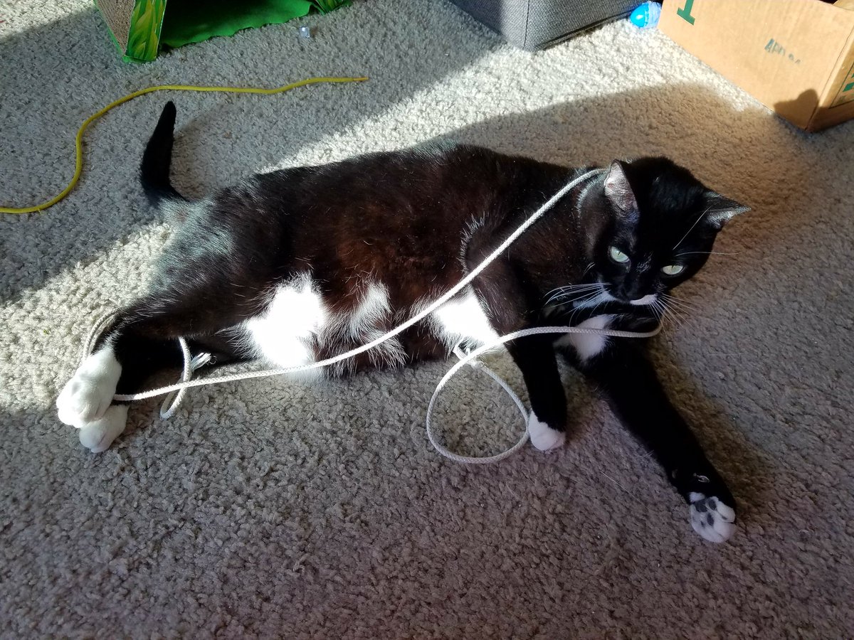 catsaysbye's tweet photo. #tuxie #tiedown #clockstillticking #rodeofail @BuffyScratches @HazelCane @RosieRoseLA @NancyCakeFace @lucytuxedo @JaxAcrocat @dashingzola https://t.co/L3Uj9Plm4S