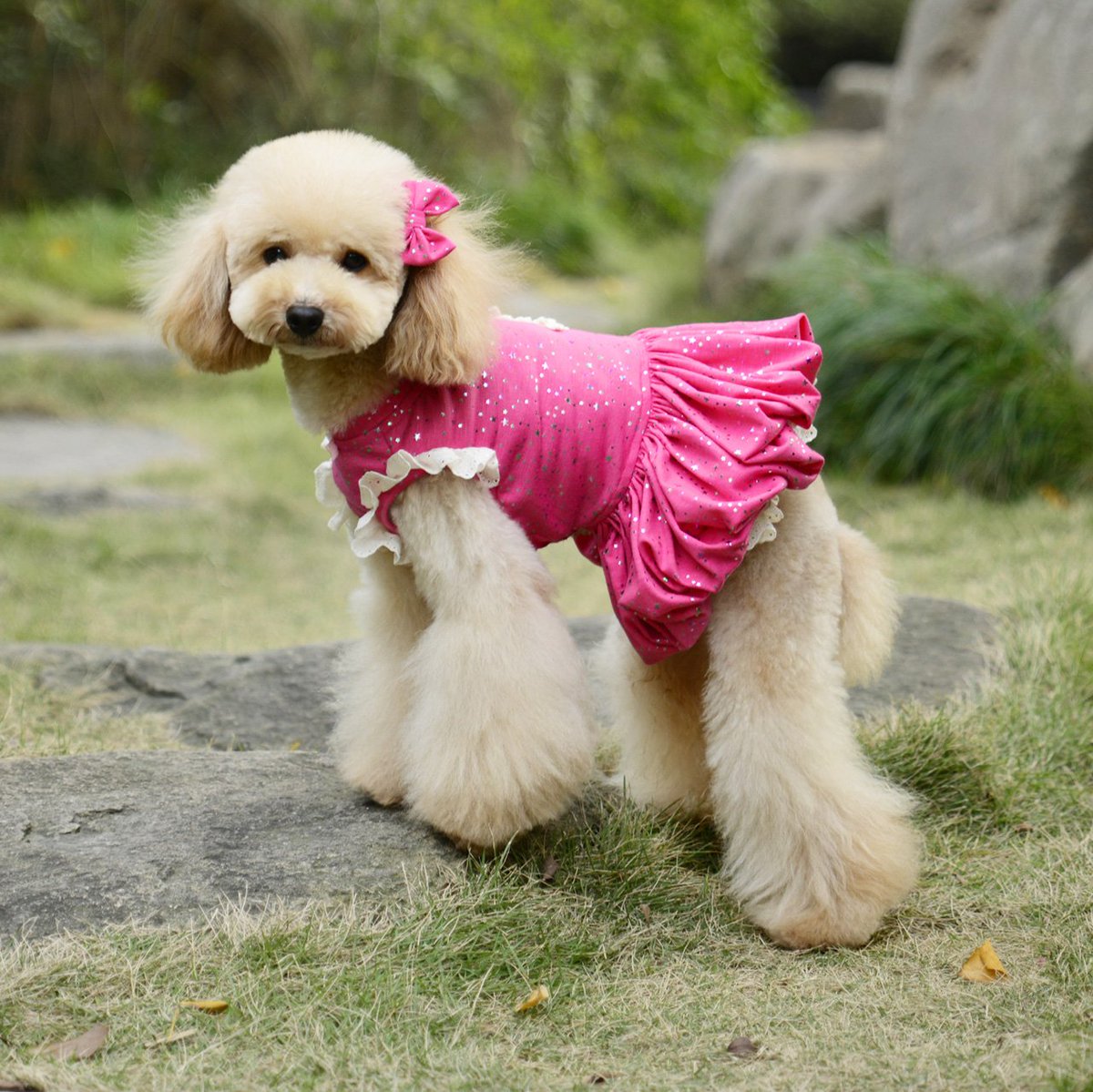 Match the sunshine in bright red! doggiepet.com