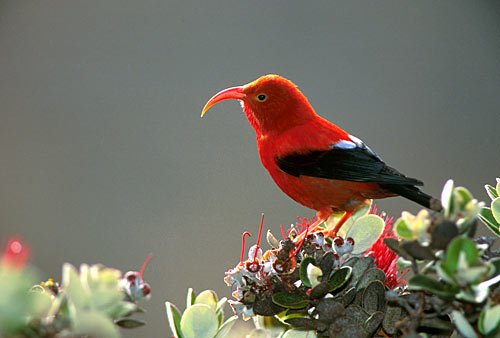 hiconversation's tweet photo. Composer Takuma Itoh, biologist Melissa Price, and their team have created a symphony that preserves the sounds of native Hawaiian birds. @HawaiiSymphony performs it next week.
https://t.co/YY3eV5T9Ce https://t.co/beI6ZFnz9F