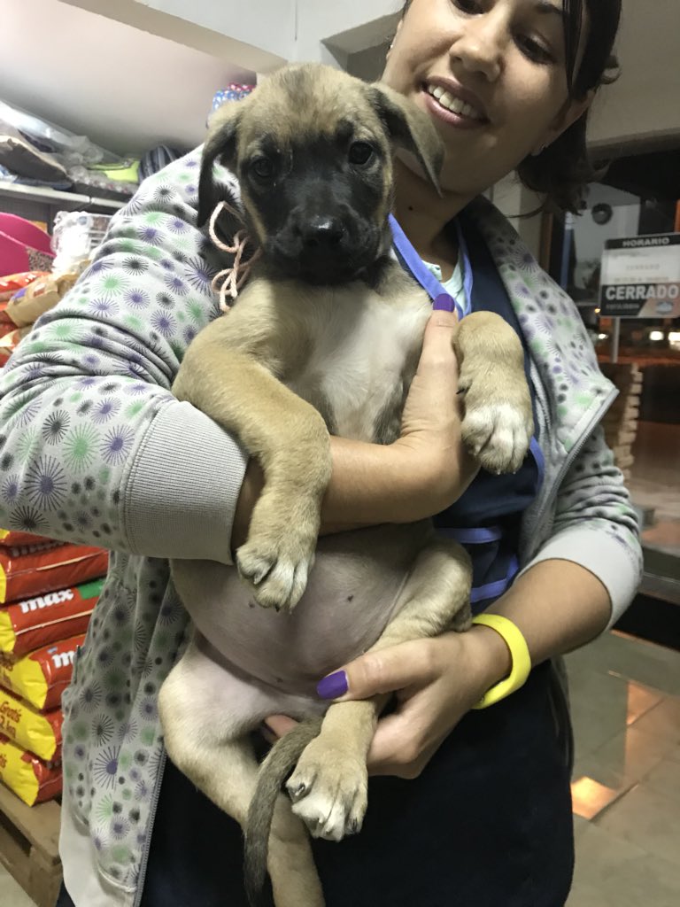 PerdidosEncont's tweet photo. BUSCAN HOGAR Los dejaron en una veterinaria, son 3 hembritas y 4 machos! Unos bombones ❤️ están desparacitados. Contacto: 26823950 o 097304471

(En el hilo del tw van los 3 que faltan) https://t.co/73h6Kgk061