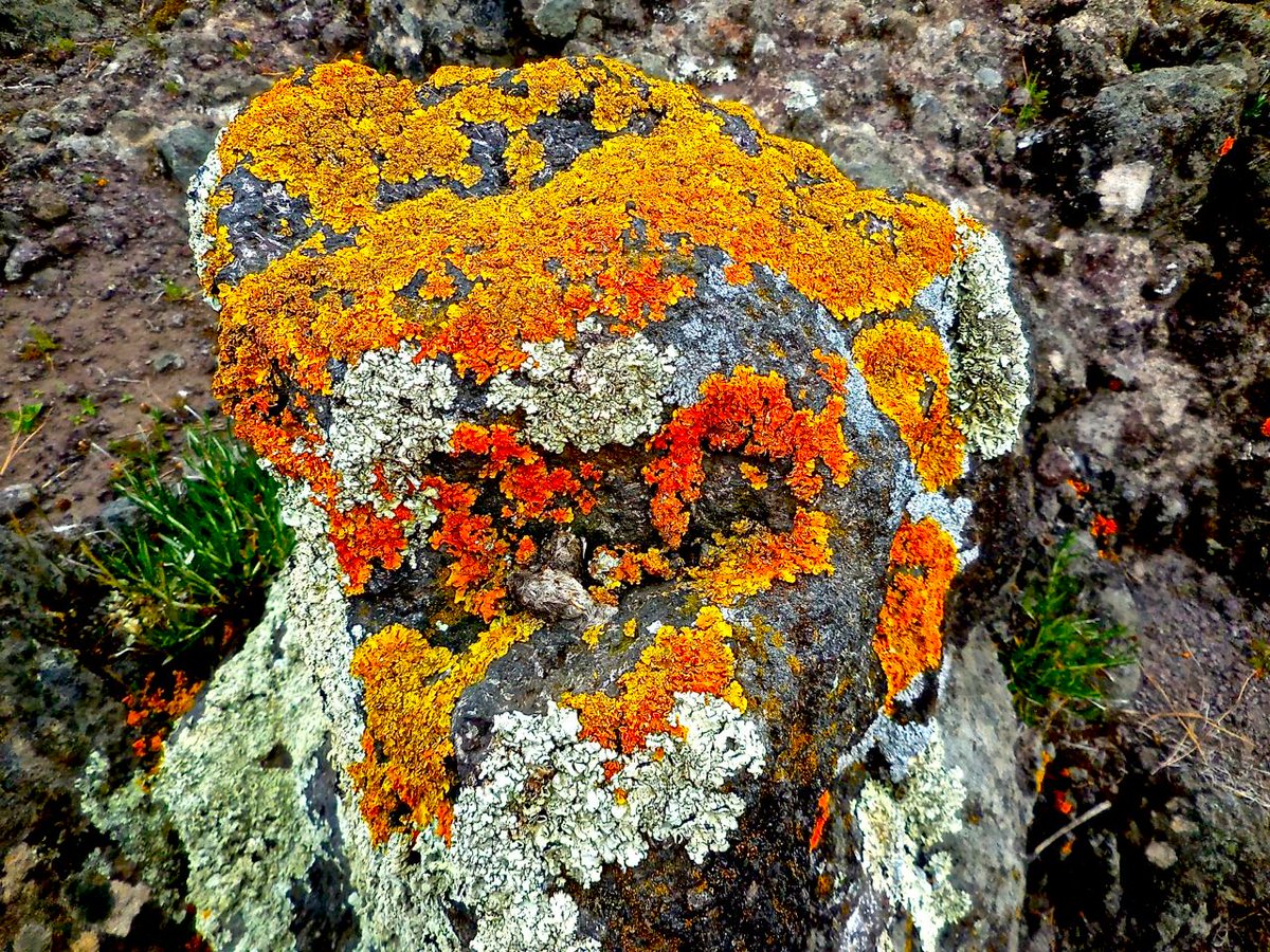 acasarella18's tweet photo. Lichen in an environment breaks down rocks into soil which sets the foundation for a community to form. #ecologicalsuccession https://t.co/JJW7JDdbAN