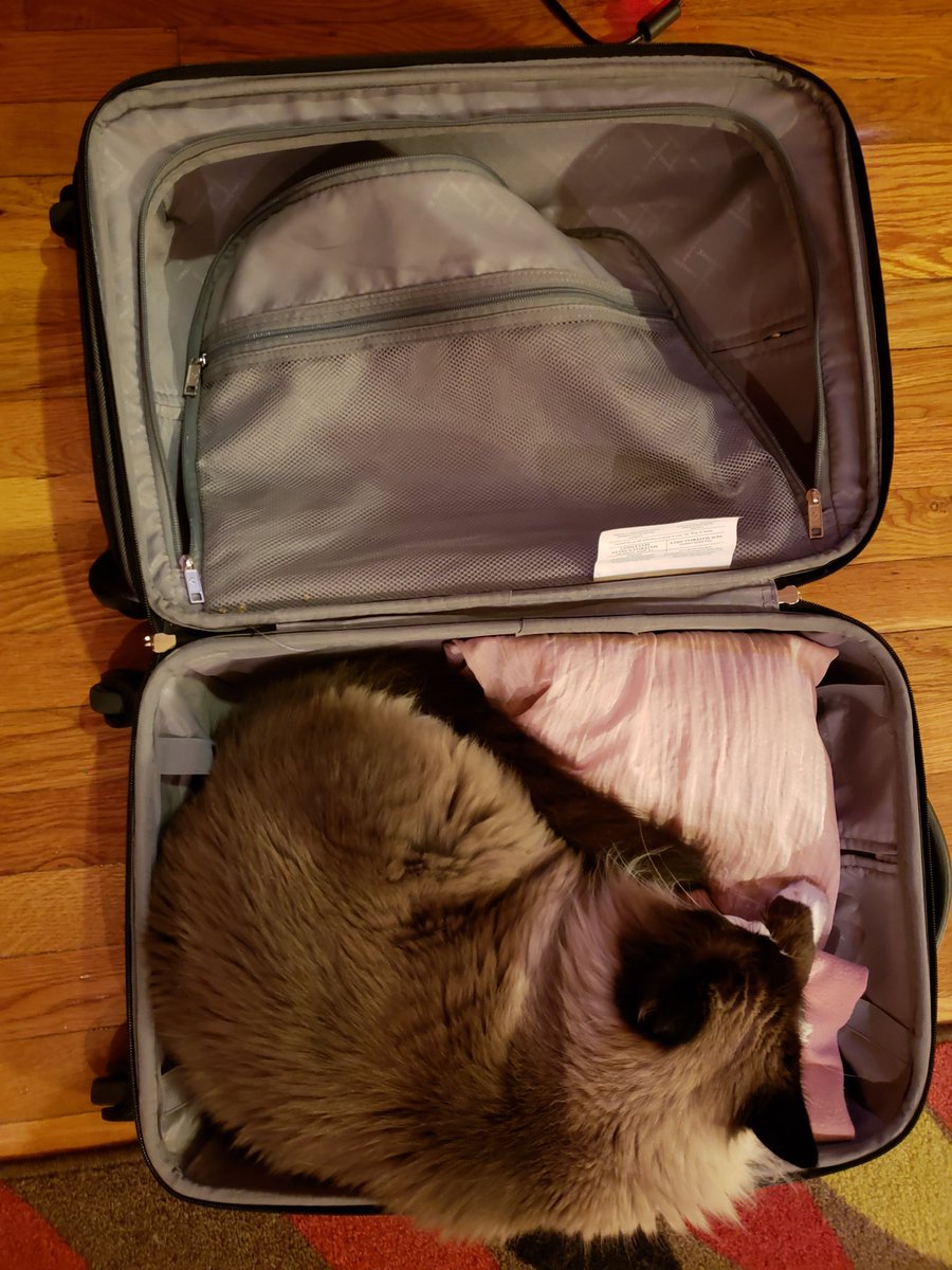 Sunflowers822's tweet photo. THIS!? THIS is what happens when you leave a suitcase unattended in my house! On the bright side at least he didn't mistake it for the litter box. #catproblems https://t.co/SQOAWlRDOt