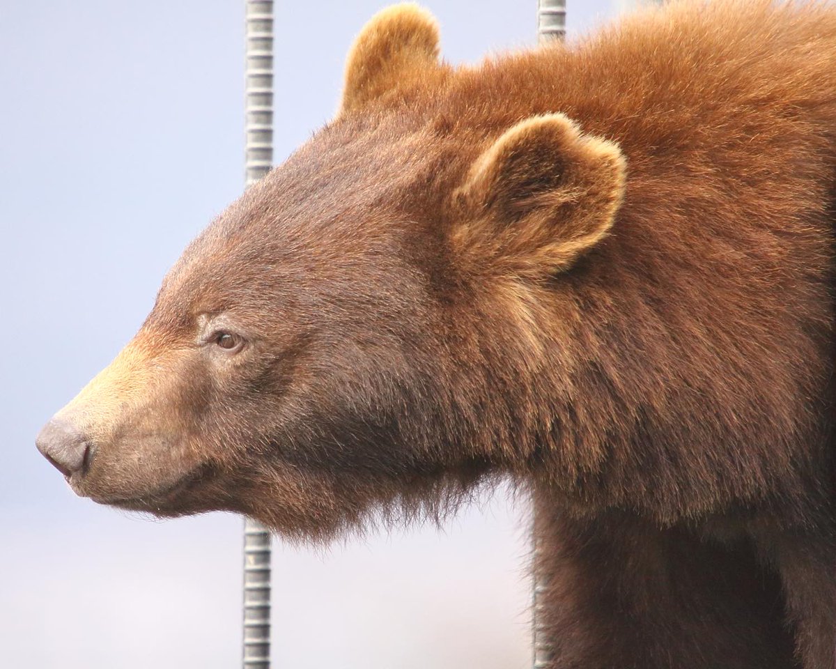 ちゃいろいクマ チャイロイコグマ【公式】 (@Chairoikoguma_5) / Posts / X