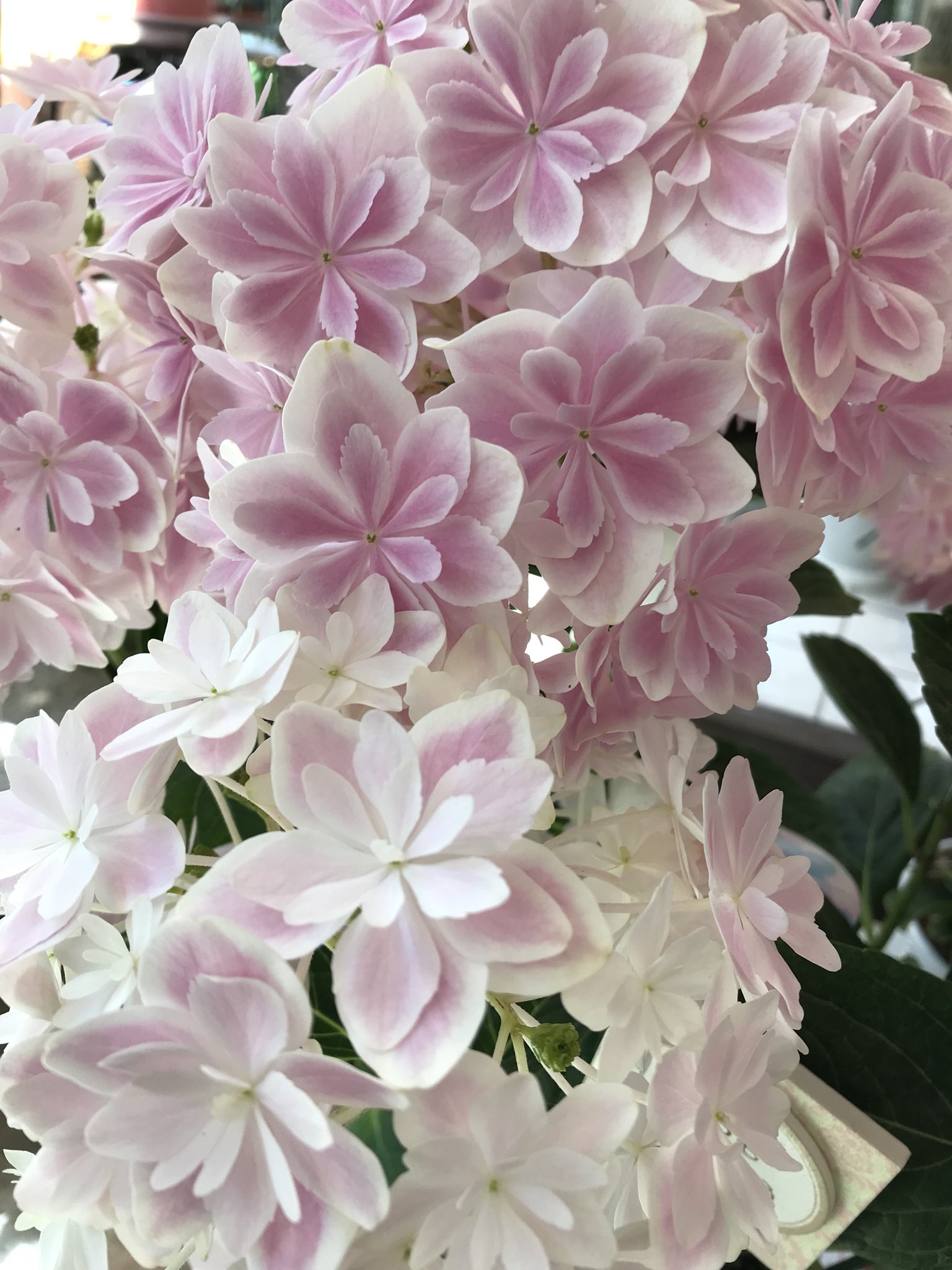 Hiro 紫陽花 万華鏡 万華鏡と言う紫陽花 優しいピンク W T Co Hkavqnh0qb Twitter