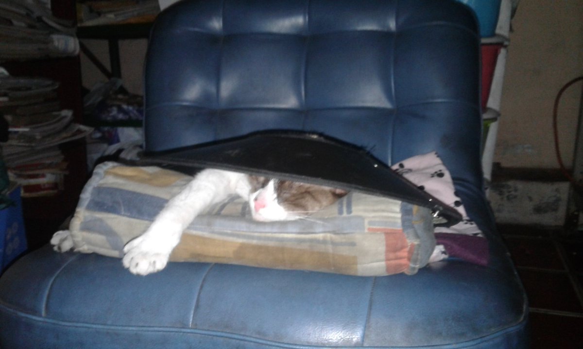 Dakapo64's tweet photo. Cuando utilizas tu collar isabelino a modo de sombrero tipo Kung Lao.. 💪👀 #Gaticus https://t.co/tJ6AuYqpDV