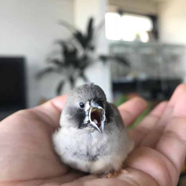 mami_pitschi さんの雛紹介♪ブラックチークちゃん #錦華鳥
