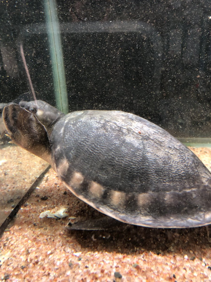 熱帯魚 加藤商店 スッポンモドキ 甲長23cm 入荷しました 円です 生体や飼育器具 引き取り 買い取り致します ご相談下さい