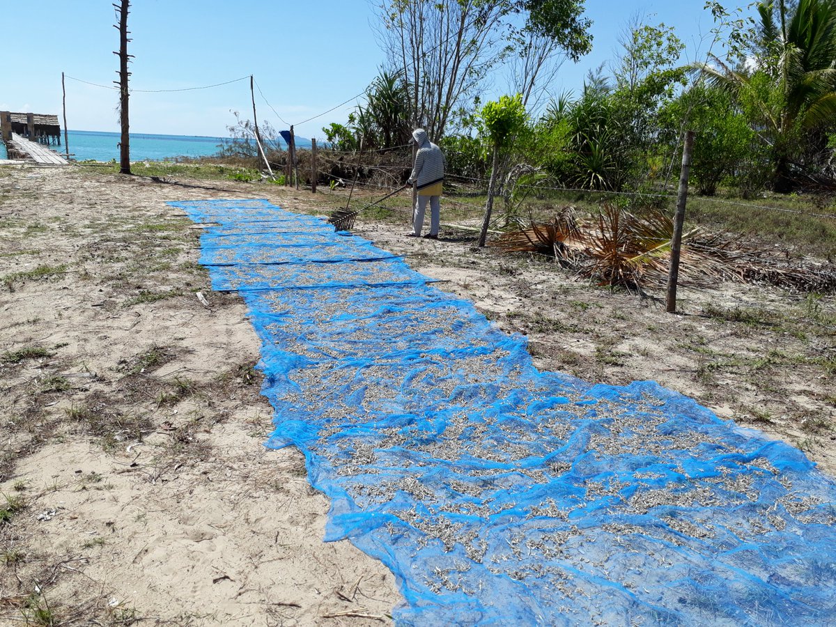 Penjemuran ikan bilis masih tradisional <a href="/fisheris_/">PENYULUH PERIKANAN BANTU</a> <a href="/susipudjiastuti/">Susi Pudjiastuti</a> @puslatluhkp dengan cara di rebus ikan bilis lalu dijemur