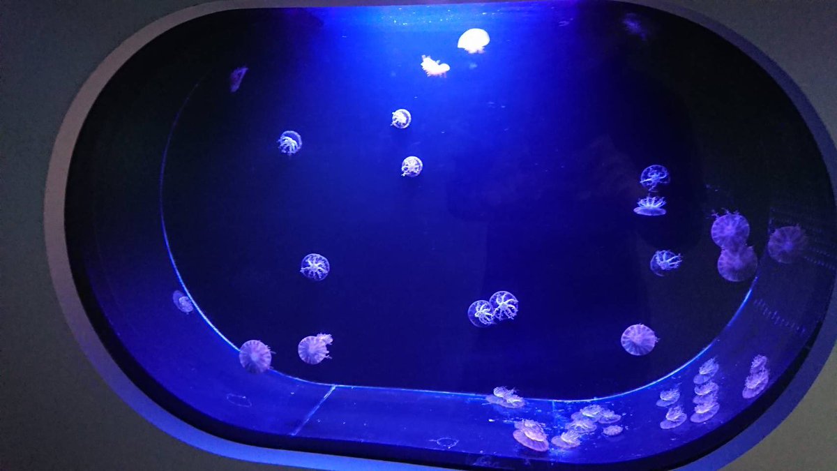 ট ইট র 神戸動植物環境専門学校 クラゲサークルからとっても嬉しいお知らせ 岡山県はイオンモール倉敷にて行われている 癒しの水族館 百花乱舞 で私達の育てたサカサクラゲちゃんが展示されています Gw後半 ぜひお近くの方はお越し下さい ふわっと