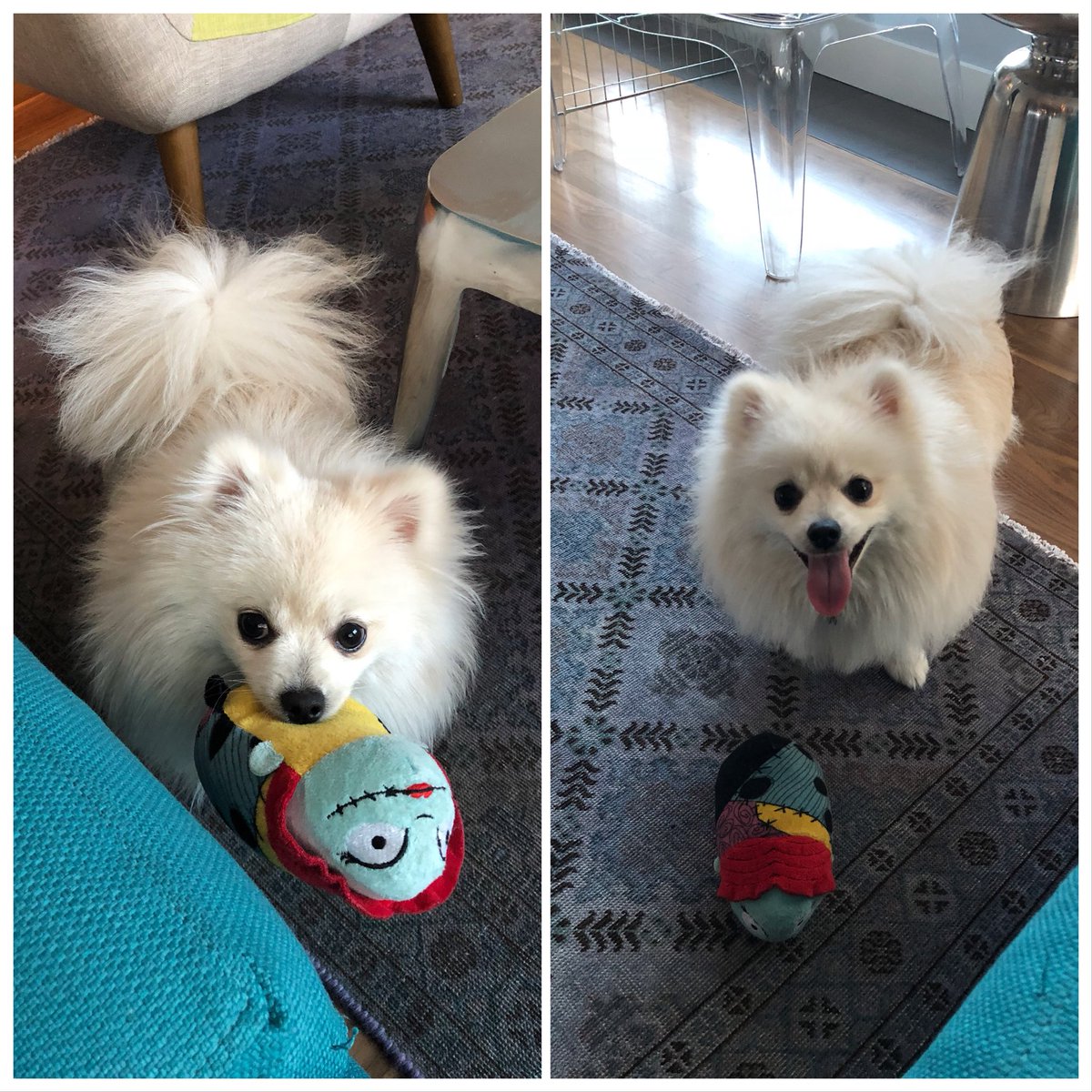 GFakhari's tweet image. Play with me...play #puppylove #puppymom #24/7attention