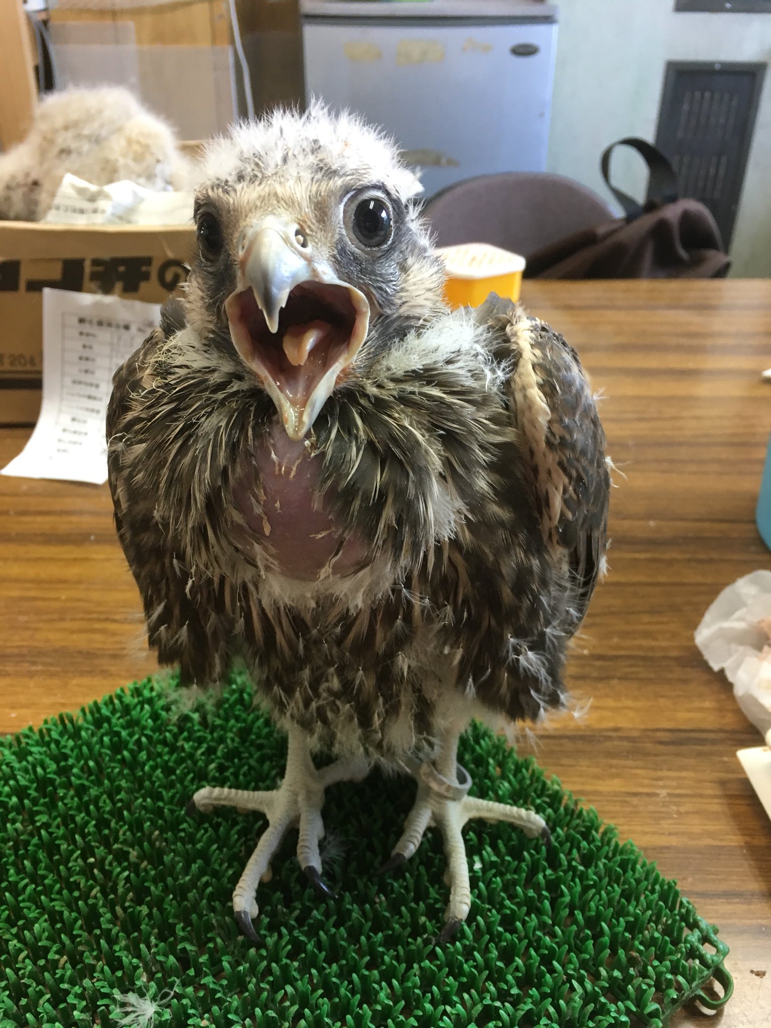楽鳥園 頭がまだポワポワだねぇ セーカーハヤブサ ハヤブサ 猛禽類 食いしん坊 可愛い ヒナ 楽鳥園 T Co Najkdknmbo Twitter