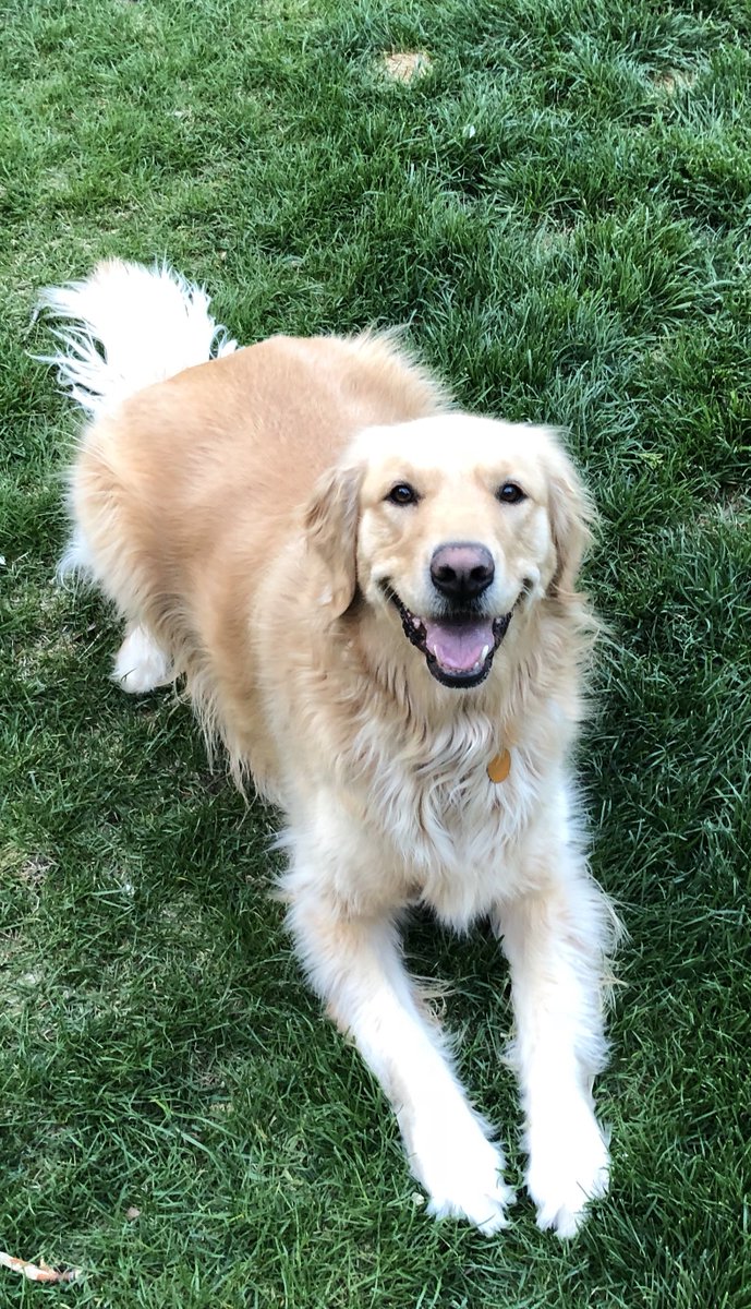 DoggieCone's tweet photo. The dog that started it all, Nala  😊❤️❤️  #dogsoftwitter #dogtreats #DogLover   Get your cones while we still have them in stock! https://t.co/kNi8MmXW1m or https://t.co/S0jDJJSNqw https://t.co/eCfKMxG9kE