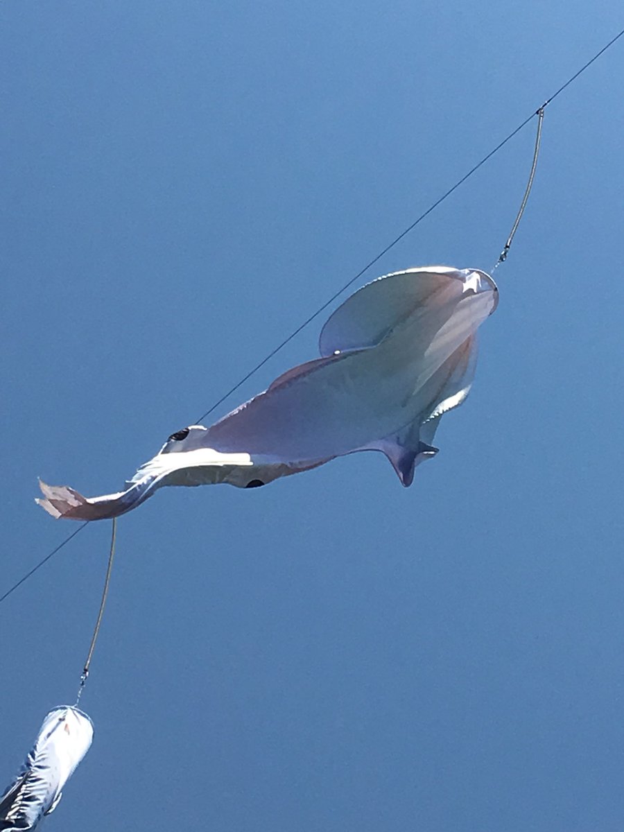 スティル イカさし いかのぼりいいいいいいいいい かわいいいいいいいいいいいいい うわああああああああ