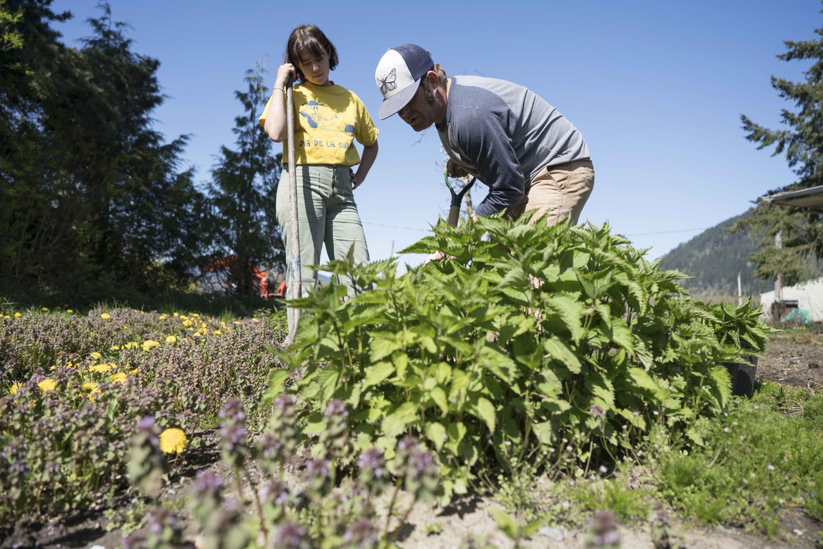 Founder Aaron teaches a WWOOFer how to transplant stinging nettle from the field. We use nettle in our Oatmeal Sage soap bars because we love its astringent properties and that it works wonders with eczema. #ediblemedicine #stingingnettle #herbalcare #moonvalleyorganics