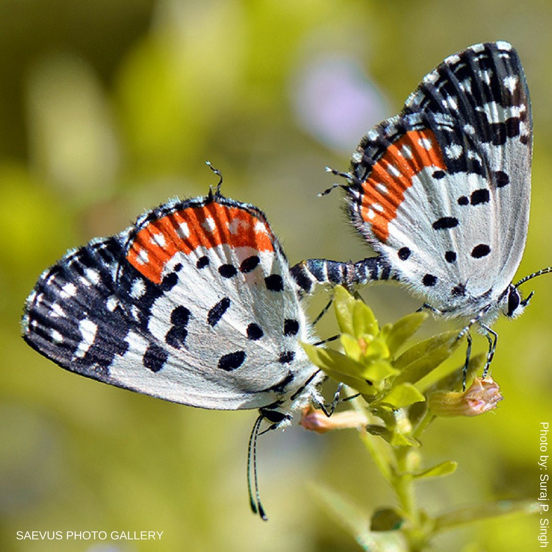 SaevusWildlife's tweet image. Red Pierrot butterfly photographed by our #GalleryMember of the month for April 2018, Suraj P. Singh 

#SaevusMagazine #fridayfly #butterfly #fridayfeelings #beauty #photography #clicks