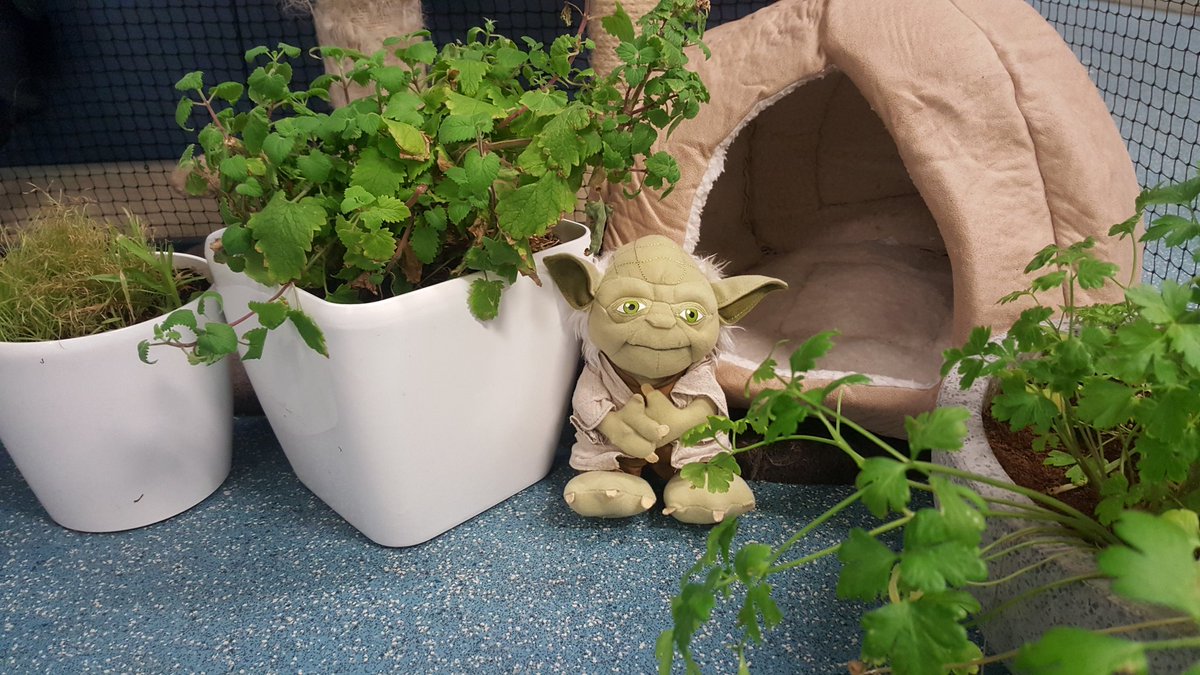 TheCatFanatics's tweet photo. Yoda's cave awaits in the cat hotel playpen! #MayThe4thBeWithYou #sagevets #sagevetscathotel https://t.co/tsAMAebsoK