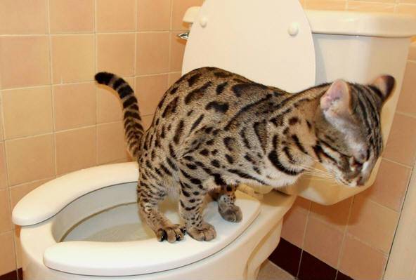 KittenPetLover's tweet photo. Best Cat Toilet Training Kit – READ IT! Don’t waste your money https://t.co/HXjoQDiHIN https://t.co/EOLRdreJ22