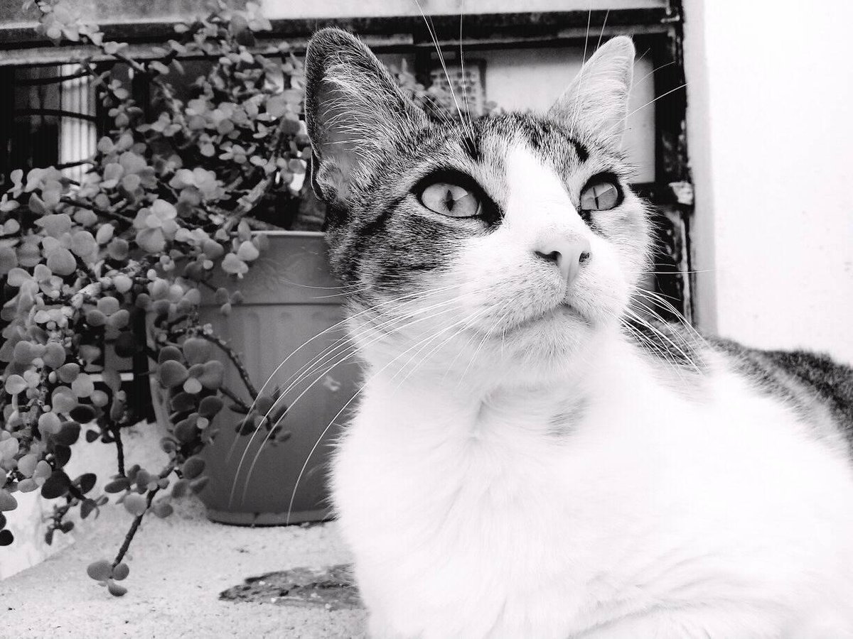 Nidia_Victoria's tweet photo. 😻 https://t.co/0za1rAFYKx