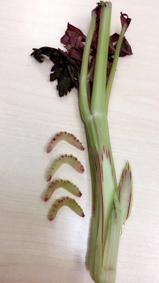 MissStecyk's tweet photo. Xylem Tubes are too cool 😎 We had a blast exploring plant stems in science today! We stained the tubules with red food coloring so we could find them in celery! #plantgrowthandchange #4thgrade #scienceteacher @EICSTalks @HolySpiritCS https://t.co/Do1CApNtrv