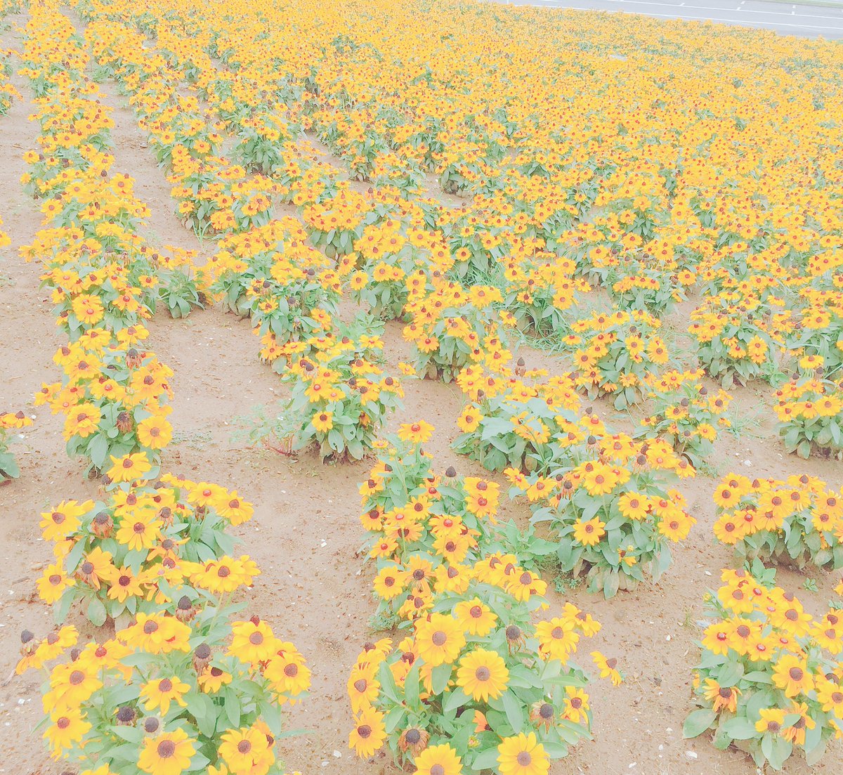 Da___415love's tweet photo. やっぱこっちにします（ ; ; ）🌧
・誰でもRTしてね
🌼名前：
🌼印象：
🌼好きなところ：
🌼一緒にしたい事：
🌼思ってること3つ
❤︎
❤︎
❤︎
#RTした人全員にやる https://t.co/HPPzGQoWd9