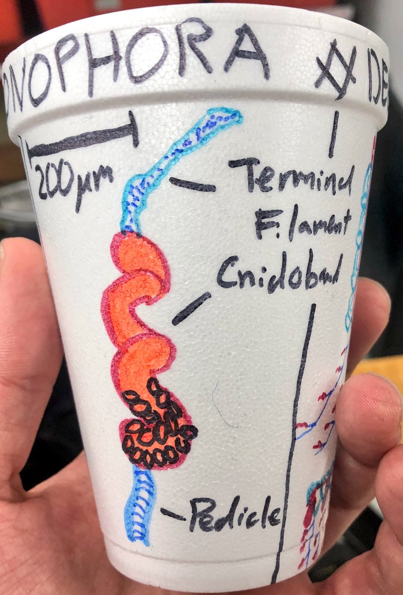 planktomancer's tweet image. My cup is ready to get SHRUNK by the deep sea pressure! #DEEPC++ #siphonophore #fieldwork #WesternFlyer18 @MBARI_News