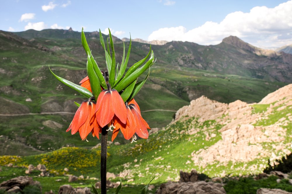 Kimilerine hüznü çağrıştırsa da o aslında bir doğa harikası. Yalnızca Türkiye topraklarında yetişen ve sayısız efsaneye konu olan ters lale…