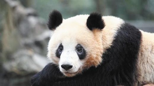 Ver imagen en Twitter