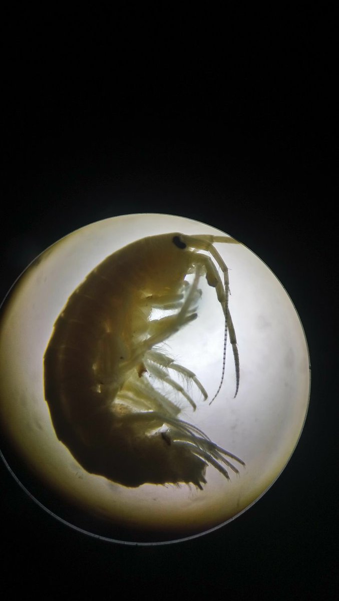 Goizekoak4's tweet photo. Identifying different kind of small animals from rivers #Taxonomy @NSPC_I https://t.co/BI2FMizYIf