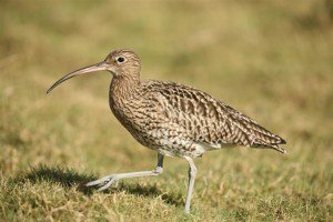 giftofgrouse's tweet image. Research has shown conclusively that curlew numbers improve where predator control is carried out on moorland by gamekeepers. @BASCScotland is encouraging its members and others to record sightings of curlew during April-July. 
#curlewconservation #managedmoorland #gamekeepers