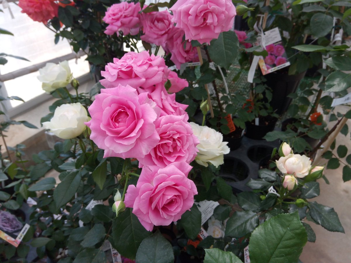 pomme0816's tweet photo. せっかくのGWなんで愛媛のバラ公園に行ってみた。つぼみ多かったけど、満足。
何よりバラソフトクリームが美味。 https://t.co/wQMBXLzuFo