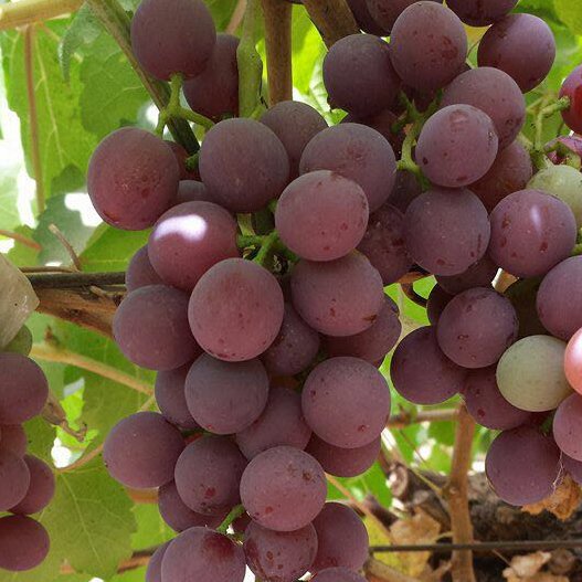NileFruit's tweet photo. Product: #Grapes
Origin: Egypt
Type: seedlessSize: 18 , 19
packing: Carton 4.5 kg , 5 kg , 9 kg
contact on WhatsApp: +201127774652
email: info@nilefruitgroup.comwebsite: 
https://t.co/eg5UWmqoGT https://t.co/UtUCr1GSyW