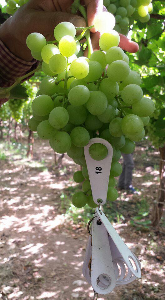 NileFruit's tweet photo. Product: #Grapes
Origin: Egypt
Type: seedlessSize: 18 , 19
packing: Carton 4.5 kg , 5 kg , 9 kg
contact on WhatsApp: +201127774652
email: info@nilefruitgroup.comwebsite: 
https://t.co/eg5UWmqoGT https://t.co/UtUCr1GSyW