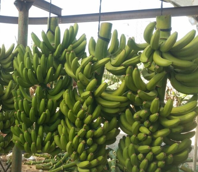 NileFruit's tweet photo. Product: #Bananas
Origin: Egypt
Type: grand William
Size: 20~25 cm
packing: Carton 19kg net - 20 kg total
total cartons in container 40" : 1160
contact on WhatsApp: +201127774652
email: info@nilefruitgroup.com
website: https://t.co/eg5UWmqoGT https://t.co/7dl5rtwBVe
