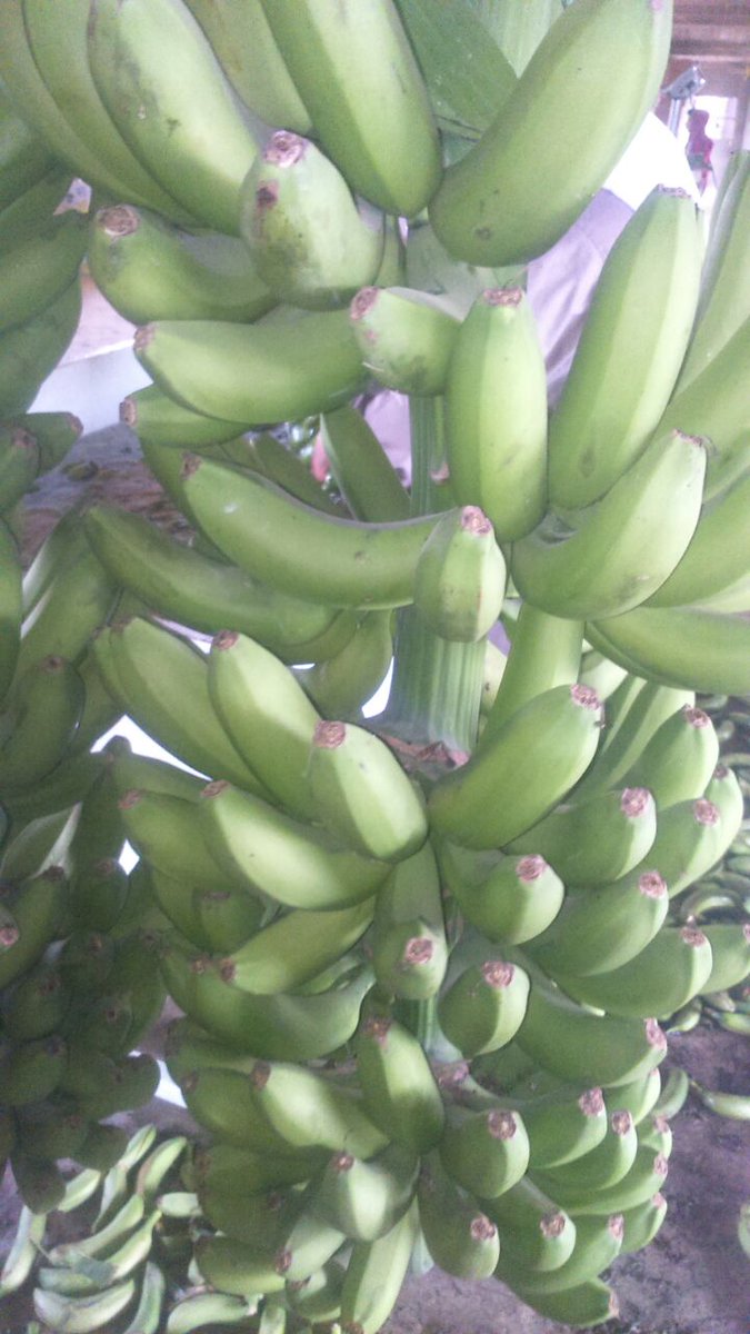 NileFruit's tweet photo. Product: #Bananas
Origin: Egypt
Type: grand William
Size: 20~25 cm
packing: Carton 19kg net - 20 kg total
total cartons in container 40" : 1160
contact on WhatsApp: +201127774652
email: info@nilefruitgroup.com
website: https://t.co/eg5UWmqoGT https://t.co/7dl5rtwBVe