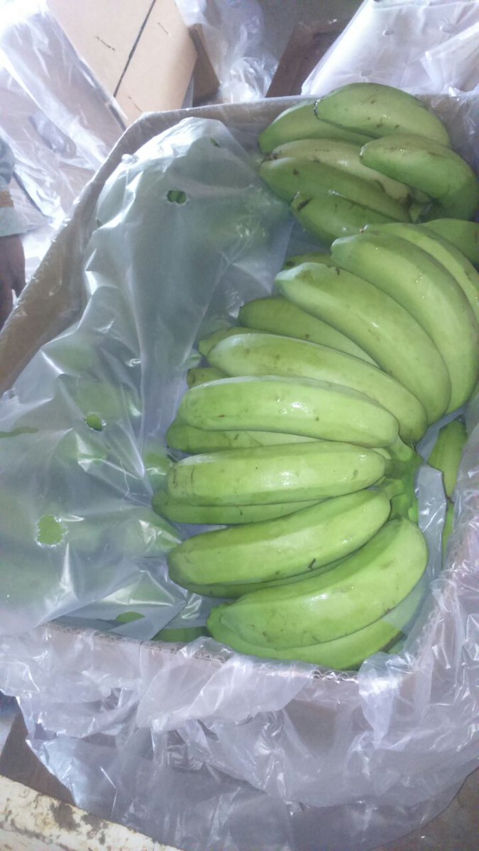 NileFruit's tweet photo. Product: #Bananas
Origin: Egypt
Type: grand William
Size: 20~25 cm
packing: Carton 19kg net - 20 kg total
total cartons in container 40" : 1160
contact on WhatsApp: +201127774652
email: info@nilefruitgroup.com
website: https://t.co/eg5UWmqoGT https://t.co/7dl5rtwBVe