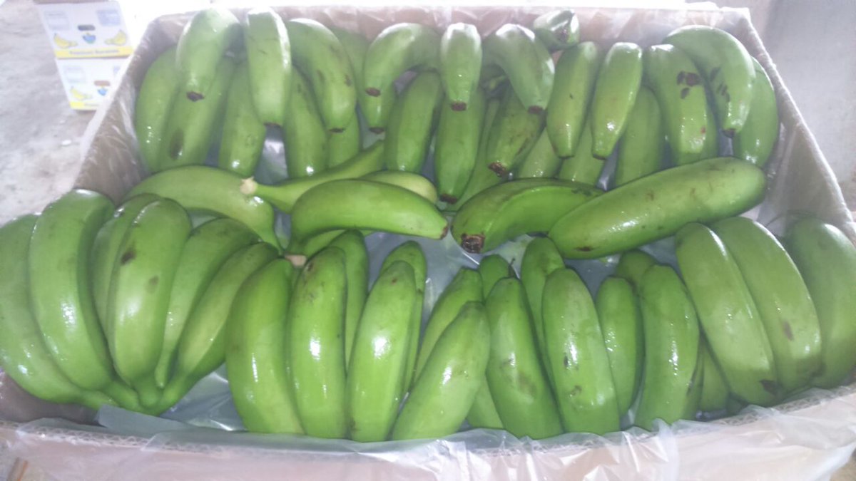 NileFruit's tweet photo. Product: #Bananas
Origin: Egypt
Type: grand William
Size: 20~25 cm
packing: Carton 19kg net - 20 kg total
total cartons in container 40" : 1160
contact on WhatsApp: +201127774652
email: info@nilefruitgroup.com
website: https://t.co/eg5UWmqoGT https://t.co/7dl5rtwBVe