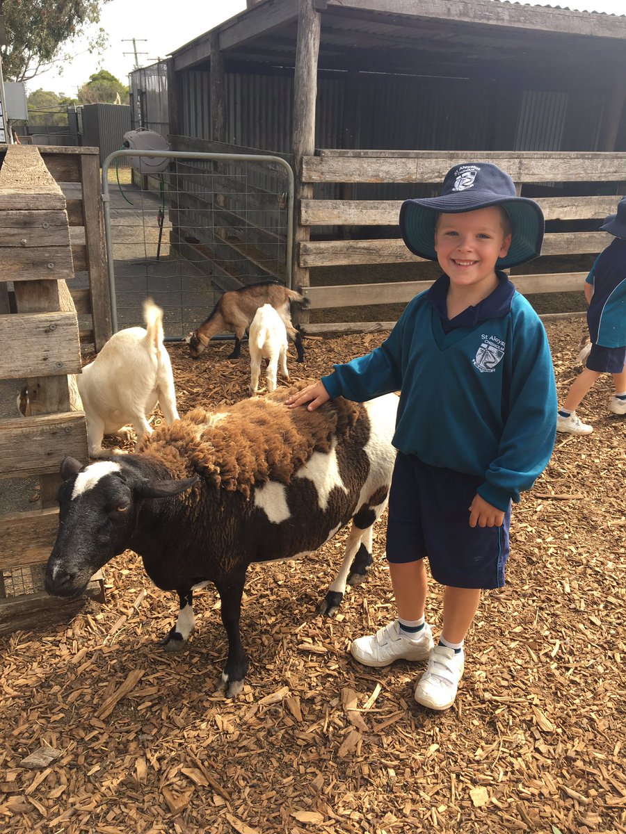 Year1LillyPilly's tweet photo. We had so much fun today at Hunter Valley Zoo! 🐨🦁🦊 A big thank you to everyone who was able to help. We will all sleep very well tonight! https://t.co/5UbN4Vn5Mk