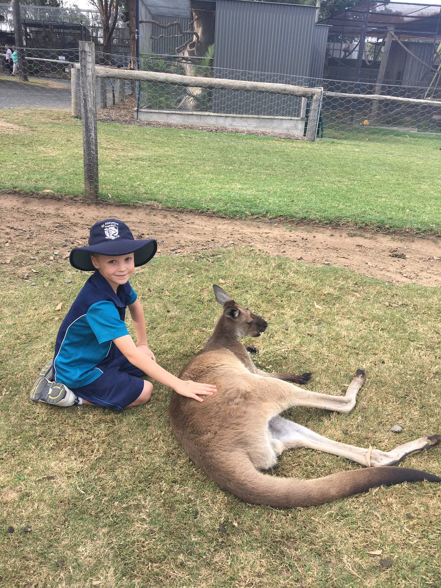 Year1LillyPilly's tweet photo. We had so much fun today at Hunter Valley Zoo! 🐨🦁🦊 A big thank you to everyone who was able to help. We will all sleep very well tonight! https://t.co/5UbN4Vn5Mk