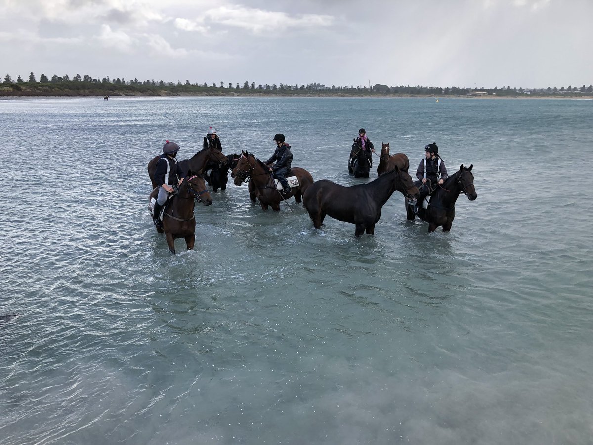 Yesterday’s bool runners having a recovery wade this morning. Brierly &amp; Grand Annual champ Gold Medals is at the front with no saddle. What a ⭐️ he is !!