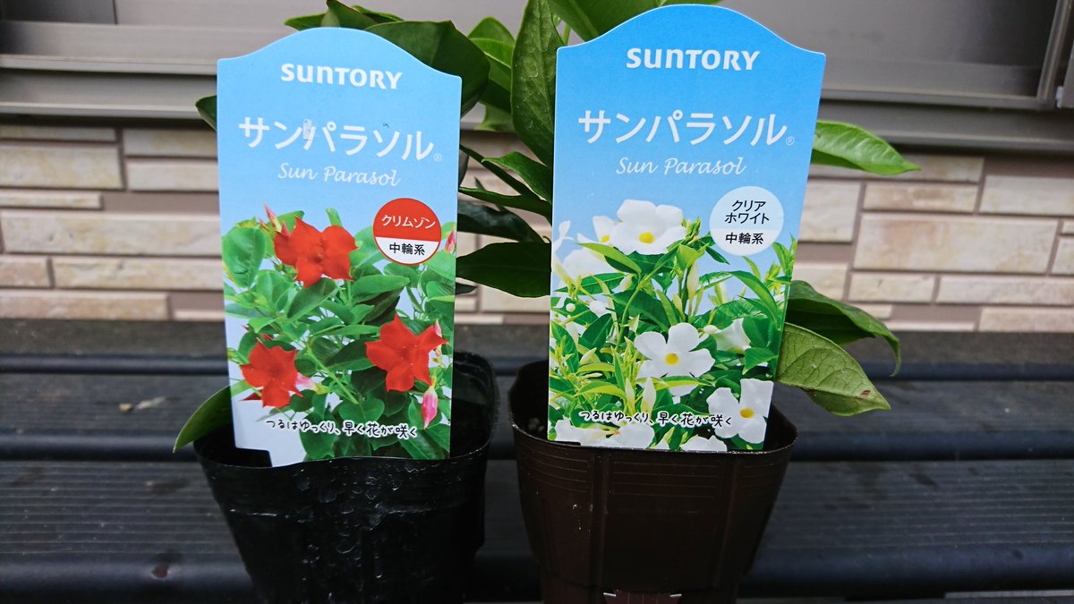 神宮寺 明日 ディプラデニア団長 という訳で ディプラデニア の改良種サンパラソルの苗 を購入 売り場で白いサンパラソルを見て 無白さん Muhaku1126 の小説 真夏の蕾ディプラデニア のイラストを想起し迷わず購入 クリムゾンとクリアホワイトの二色