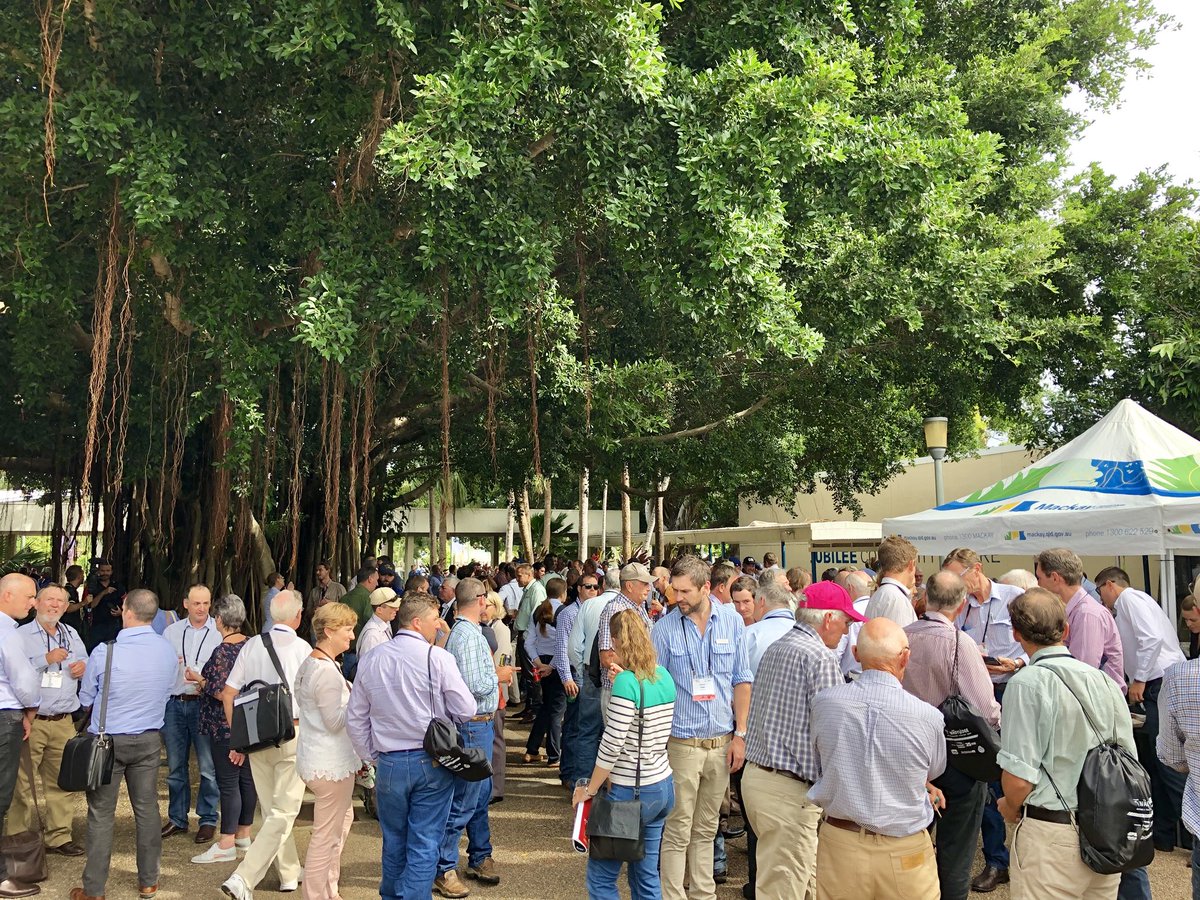 endofthebitumen's tweet photo. There are #BBQs &amp; there are #wagyuBBQs #mouthwatering #tender #juicy #flavoursome.I was reunited with the entries I helped judge in @AustWagyuAssoc #2018BrandedBeefAwards  #tasteseverybitasgoodasitlooks #WagyuEdge #TheMarbledMeat @CupSailor #Mort&amp;Co #StockyardBeef @meatlivestock https://t.co/AWjDRvTek2