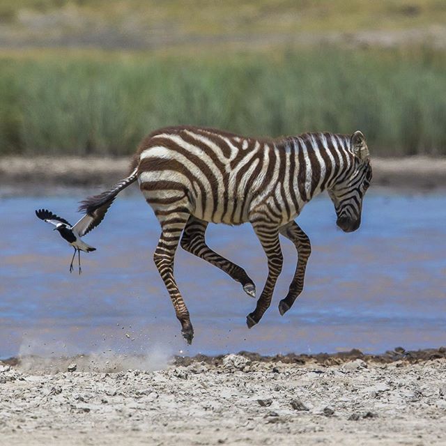 Even a bird can frighten a youg zebra ! #nervous
•
•
•
•
•
#lion #lioncub #baby @wildlifeplanet @mothernature @curious #wildcats #catsofinstagram #cuteanimals #babyanimals #safari #adorable #travel #picoftheday #capturethewild #africanamazing #af… ift.tt/2HNmhjx