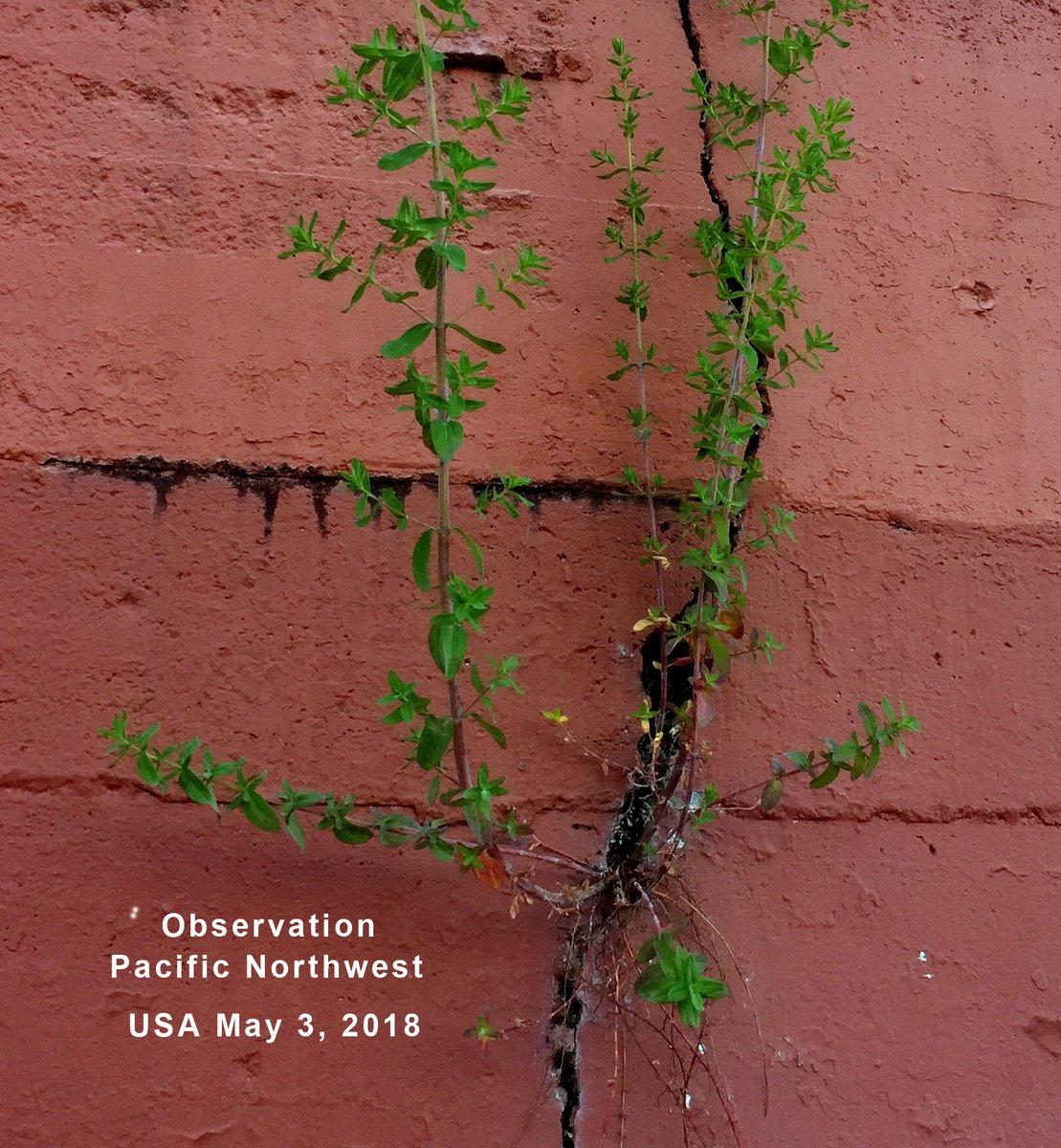 Given timely cracks of small opportunities life finds a way for new expressions and grows towards endless possibilities. Pay close attention to what speaks to us from the far, and moreover from the near.