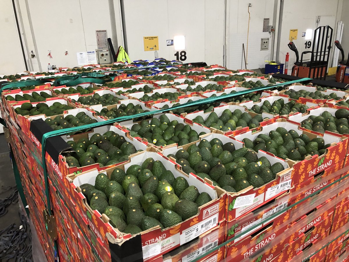 AvolutionFresh's tweet photo. Avocados 🥑 from The Avolution growers all set and ready to fly, a full air pallet with its boarding pass will be in the Asian markets first thing tomorrow morning. Bon Voyage Great work everyone. @ABCRural @GoodFruitandVeg @FruitPortal @ https://t.co/e3xZSJEHcD