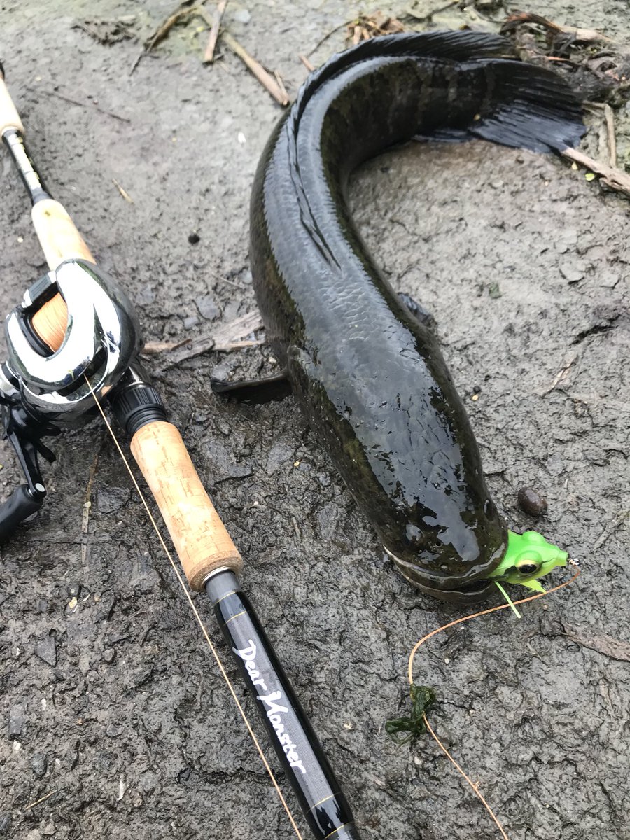 スイ ディアモンスター届いた 今年初雷魚 余裕のファイト