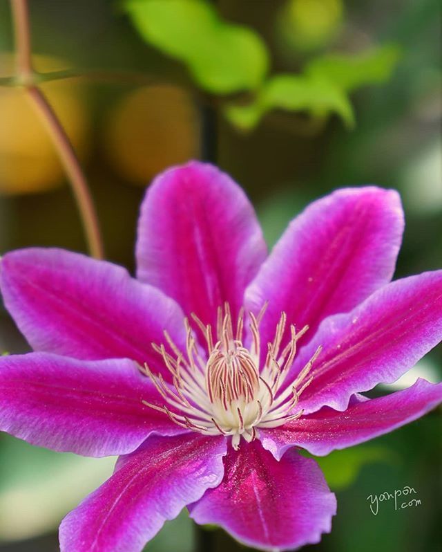 تويتر 房総でハワイ気分 على تويتر 我が家の花 クレマチス なんかとても綺麗で迫力ある ドクターラッペルとかテッセンとも言うらしいが 花 クレマチス ドクターラッペル テッセン T Co Lycgu1zvne